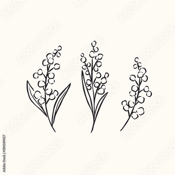Obraz Hand drawn wattle branches illustration
