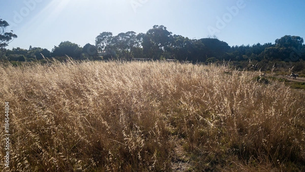 Fototapeta Tokai forest park, with dry grass and large trees, Cape Town, South Africa.