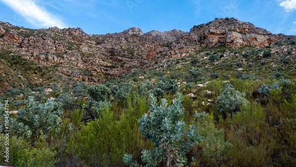 Fototapeta The high mountain face and rocks that make up many mountain ranges in the Western Cape, South Africa. Red and white rocks with fynbos and Waboom trees.
