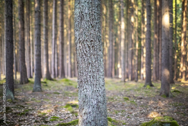 Fototapeta Tree trunk and forest on a sunny day