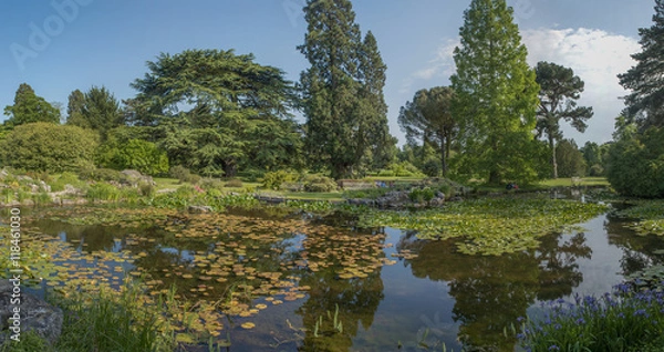 Obraz English water lily pond with trees and parkland