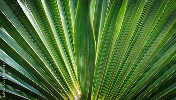 Fototapeta near up of inexperienced palm leaf