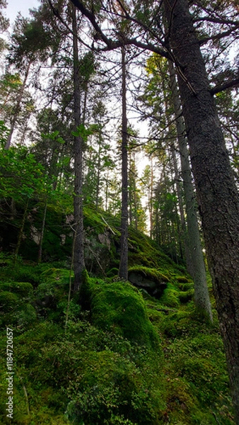 Fototapeta path in the forest