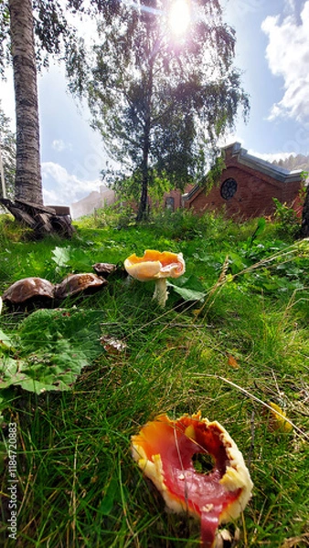 Obraz Mushrooms in the grass