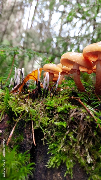 Obraz Mushrooms in the forest