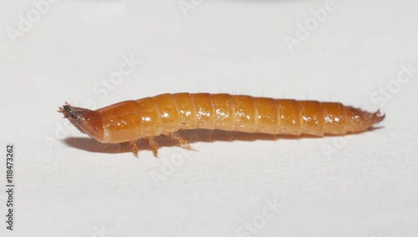 Obraz duży wireworm