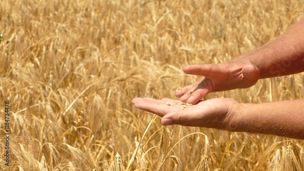 Fototapeta farmer's hands showing that the crop is ripe against the background of a grain field