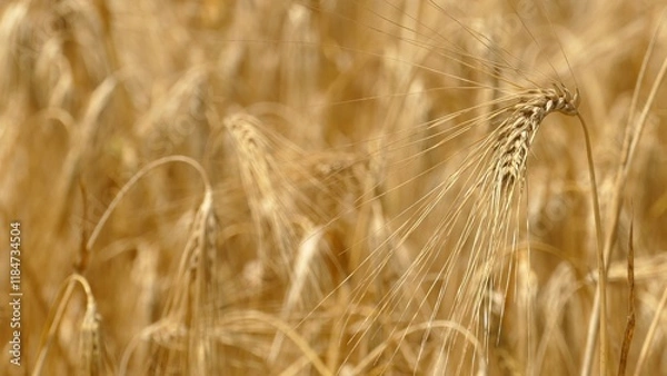 Fototapeta background -  grain field with ripe ears of wheat