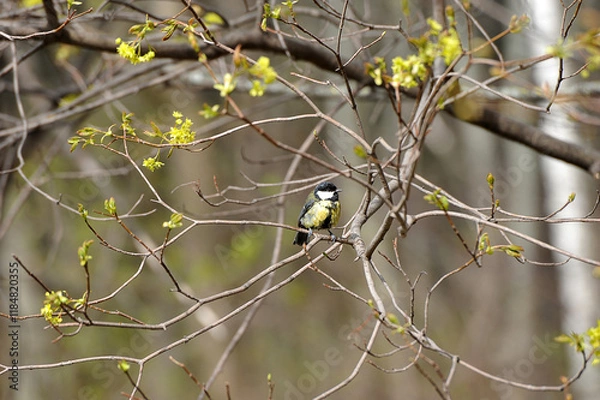 Obraz a small bird - tit after the rain in the branches