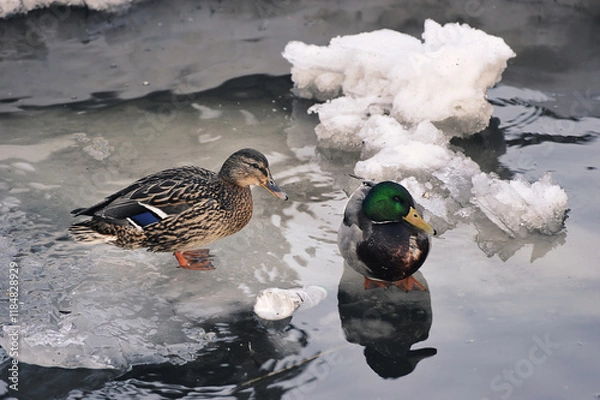 Fototapeta Ducks on ice - spring ice
