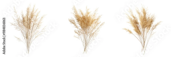 Fototapeta Set of Pampas grass in soft pastel shades arranged elegantly on a clean white background on transparent png background