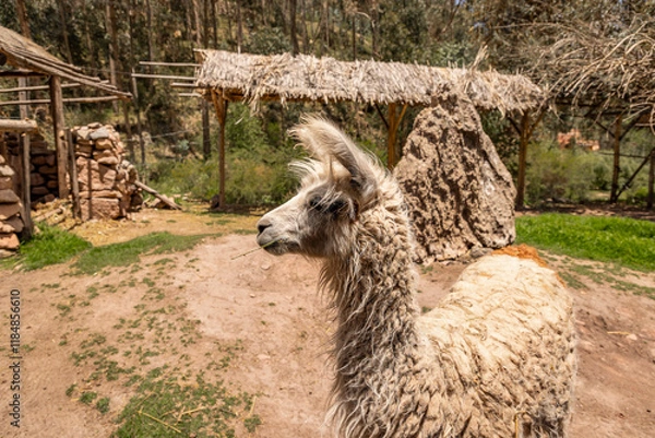 Fototapeta Camelids and textiles from the Andes, Cusco - Peru