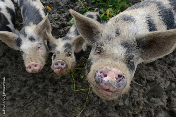 Fototapeta Authentic, unedited documentary photograph of Kunekune pigs (Sus scrofa domesticus) in their natural farm environment.