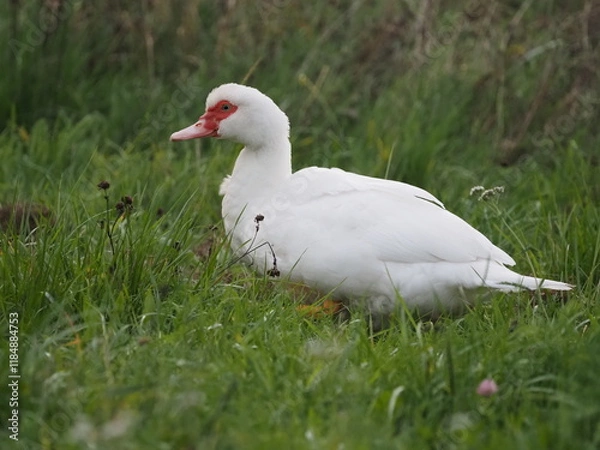 Fototapeta Authentic, unedited documentary photographs of Muscovy ducks (Cairina moschata) in a natural farm setting. Real-life capture showing traditional poultry breeding.