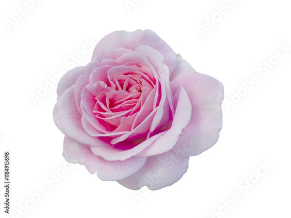 Obraz Fresh beautiful pink rose isolated on white background