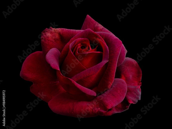 Obraz Dark red rose is on black background