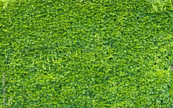 Obraz Green ivy wall.