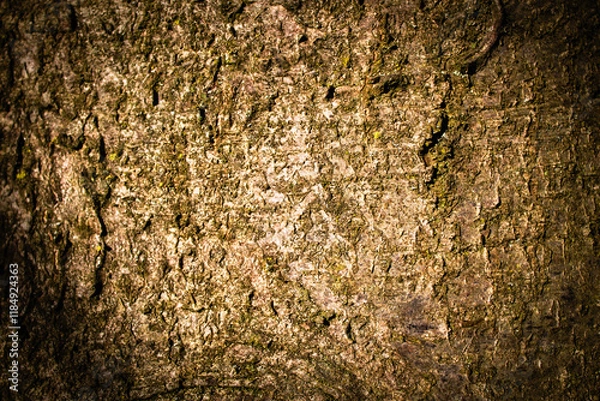 Fototapeta bark of a tree close up