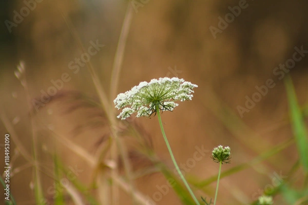 Fototapeta Closeup of large bullwort inflorescence with selective focus on foreground