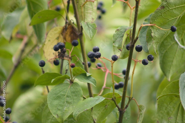Fototapeta Closeup of black common dogwood fruits on branches with selective focus on foreground