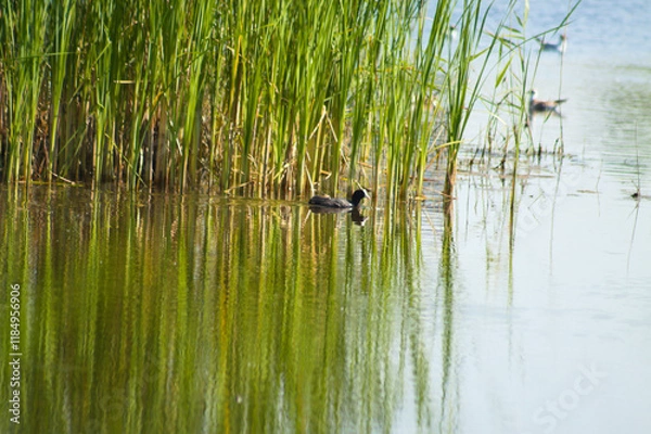 Fototapeta Closeup of green common reed with reflections on rippled lake and bird floating