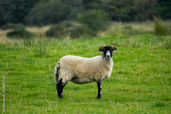 Fototapeta A black-faced sheep standing on a green meadow in Scotland, UK, photographed on 2023-09-03. The serene setting highlights the natural beauty of rural life.
