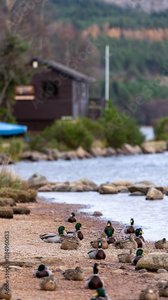 Fototapeta Ducks resting on a lakeshore in Scotland, Aviemore, UK, photographed on 2024-11-02.