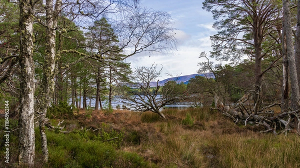 Fototapeta Birch trees near a serene lake in Scotland, UK, photographed on 2024-11-02.