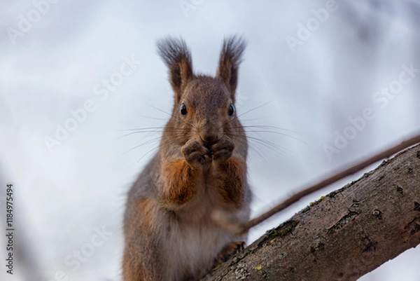 Fototapeta A red squirrel sits on a tree branch and gnaws on a seed it holds in its paws.