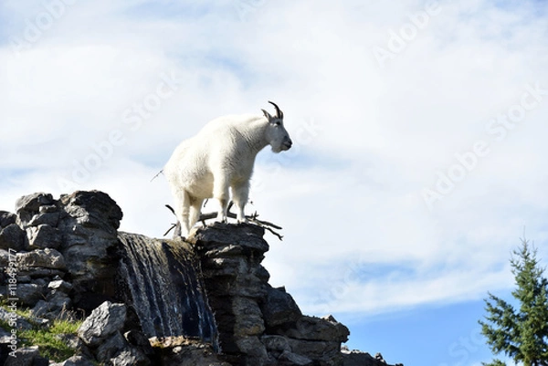 Fototapeta Mountain goat