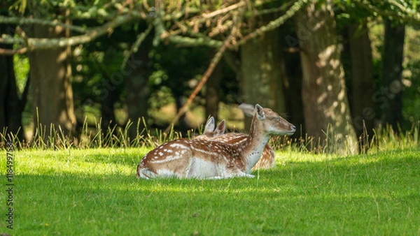 Fototapeta Resting Fawns in the Meadow. Two spotted fawns relax on a bright green meadow, bathed in sunlight and framed by the shade of nearby trees. Scotland, UK photo taken on 2024.08.10