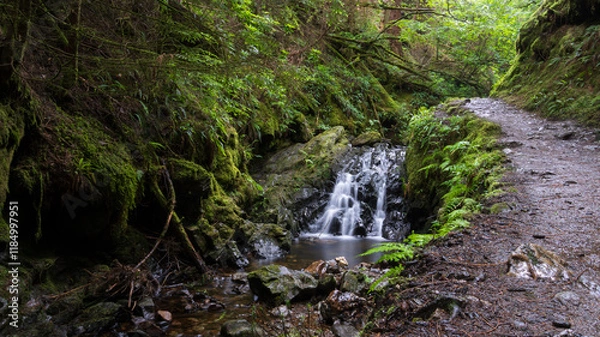 Fototapeta Waterfall Along a Forest Path. A gentle waterfall cascades through moss-covered rocks next to a dirt path in a lush forest. Scotland, UK photo taken on 2024.07.20
