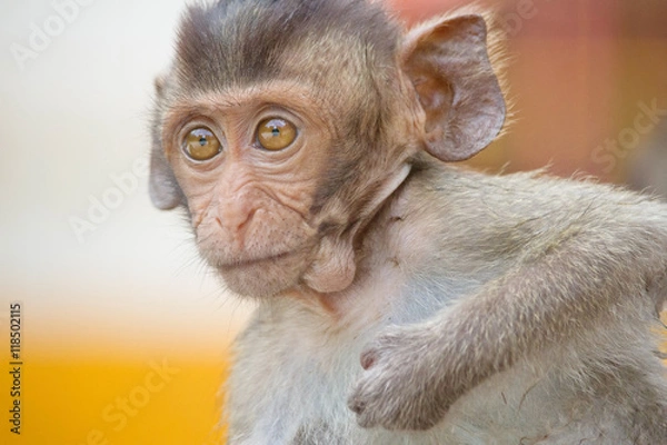 Obraz 可愛いサル
