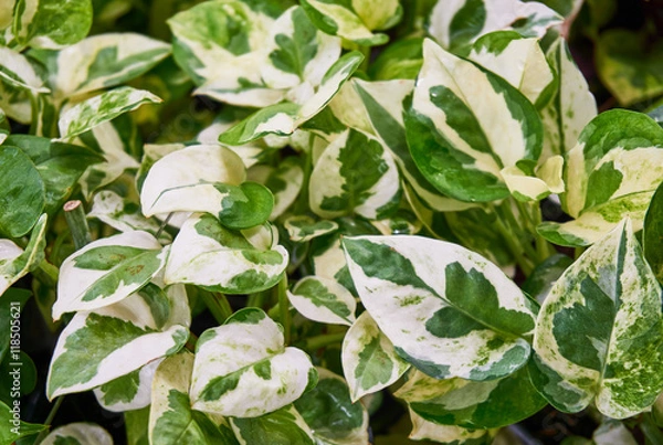 Obraz Golden pothos leaves