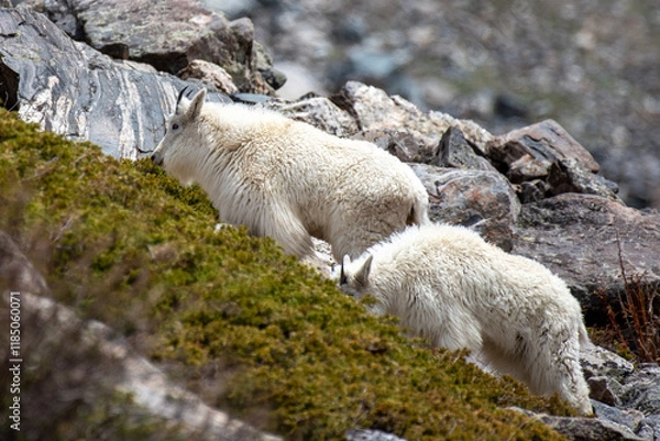 Obraz Mountain Goats