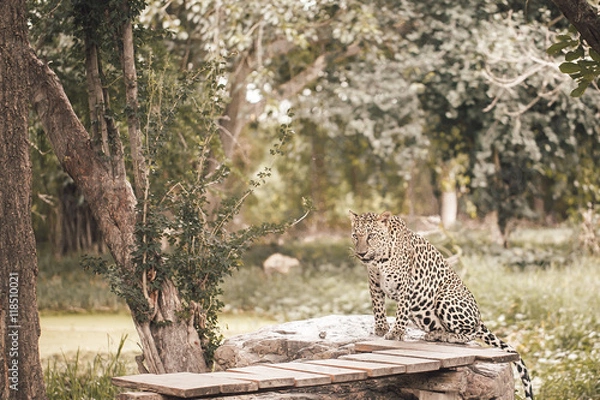 Obraz Leopard on the tree