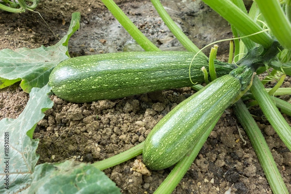 Obraz Fresh green zucchini
