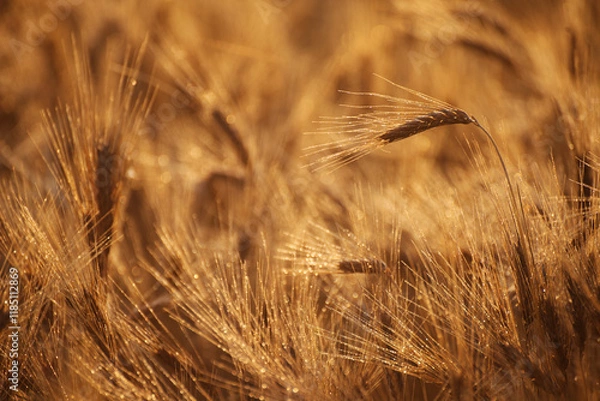 Obraz Golden heads of Hard Red Wheat ready for harvest