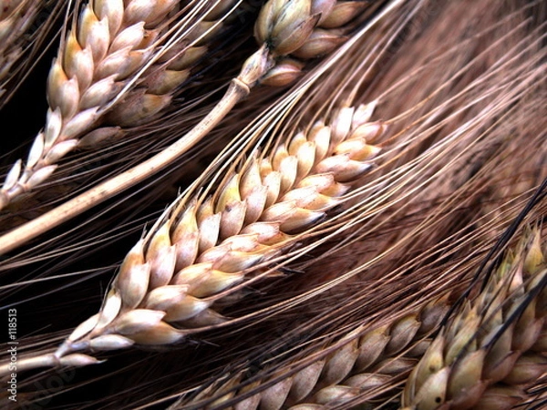 Obraz pszenica