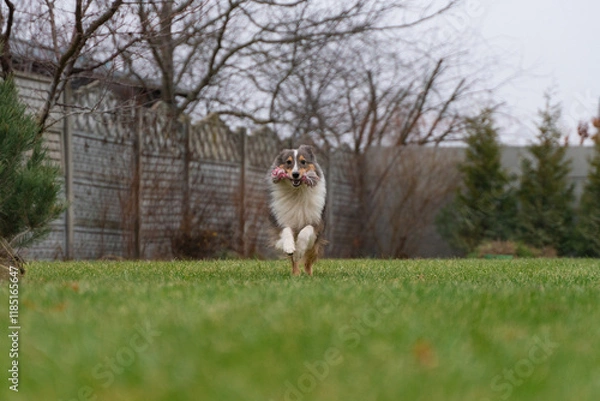 Fototapeta Cute brown red dog sheltie in the garden. Fluffy shetland sheepdog is running and playing with pink toy rope on green grass