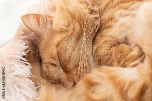 Fototapeta 可愛い猫の寝顔　茶トラ猫