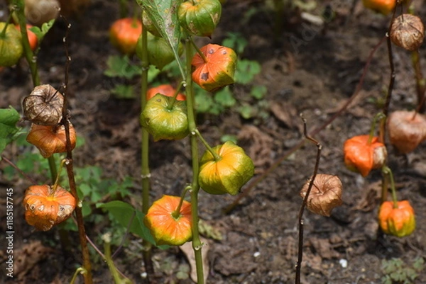 Obraz Lantern Plant-18