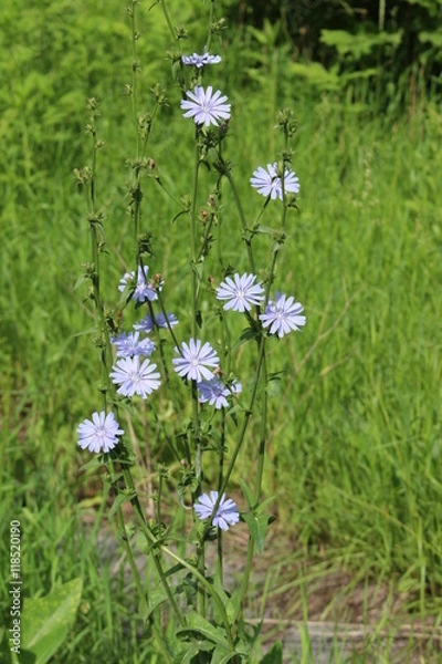 Fototapeta цикорий