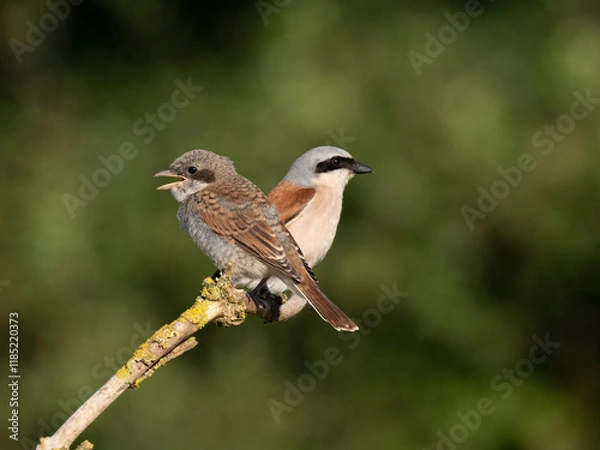 Obraz Neuntöter (Lanius collurio)