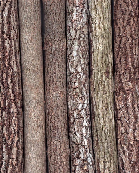 Obraz Branches lines up to create a background