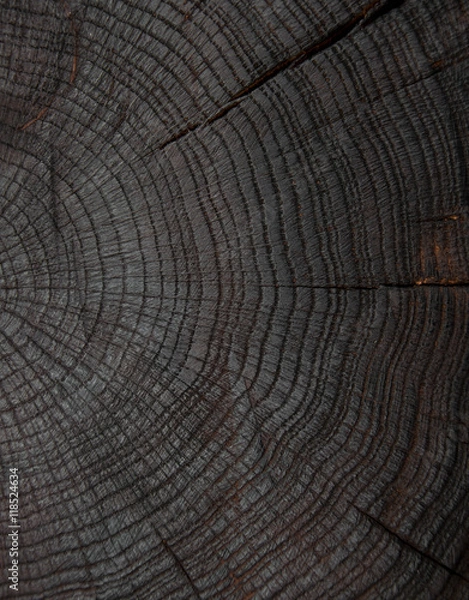 Obraz felling trees with cracks