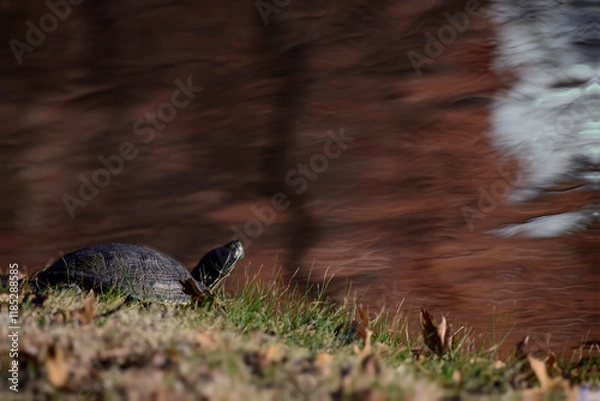 Obraz turtle on the bank 