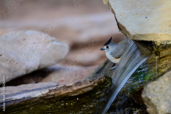 Obraz A bird waiting to drink 