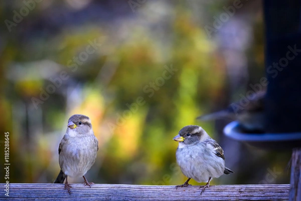 Obraz two birds on a rail