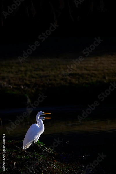Obraz Egrets hunting for food